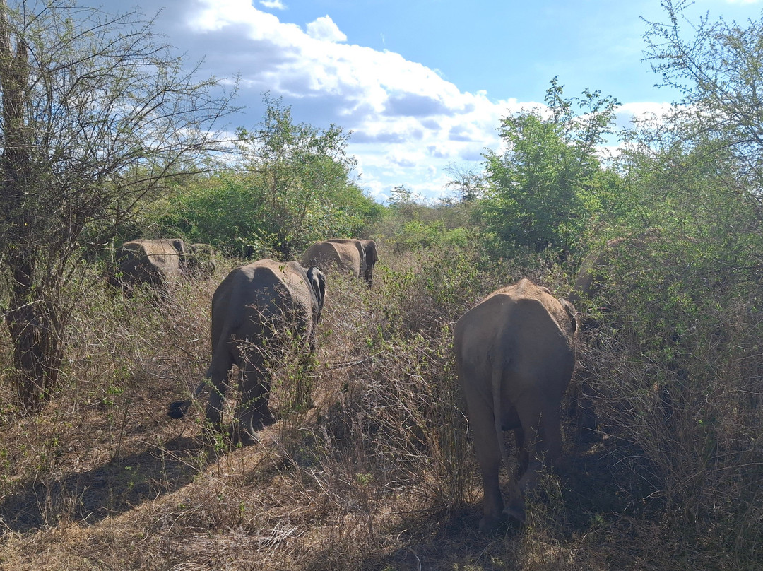 Udawalawe Lahiru Safari Guide Tours-乌达瓦拉维国家公园必去景点