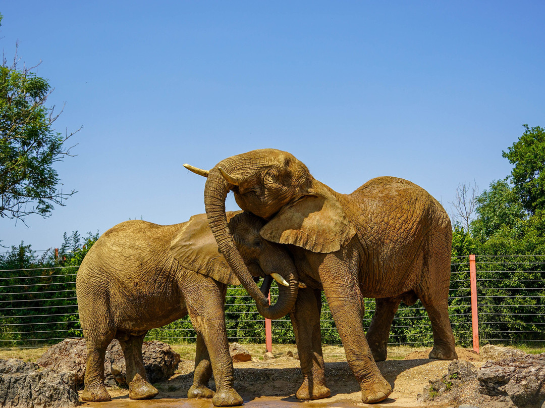 Noah's Ark Zoo Farm-Wraxall必去景点