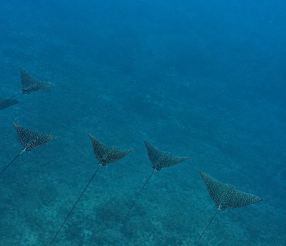 SAFARI, DRIVE & DIVE TOURS-Inhambane必去景点