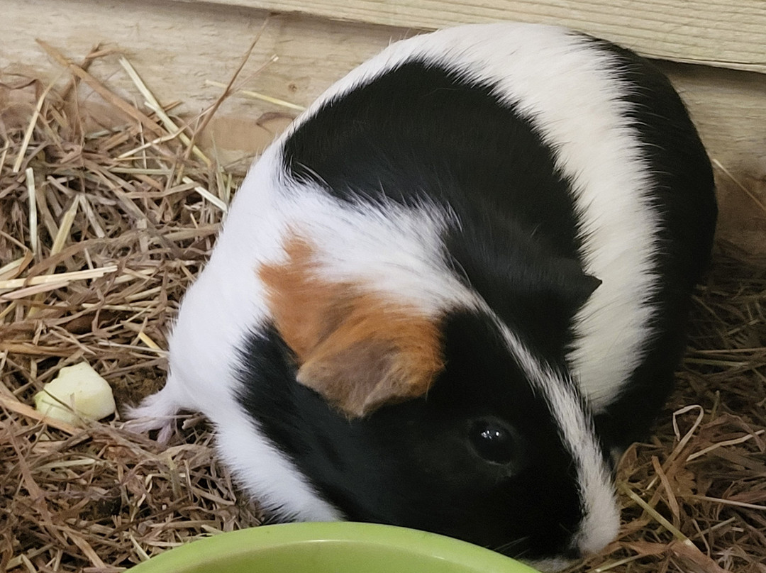 Oasis City Farm - Southampton-南安普敦必去景点