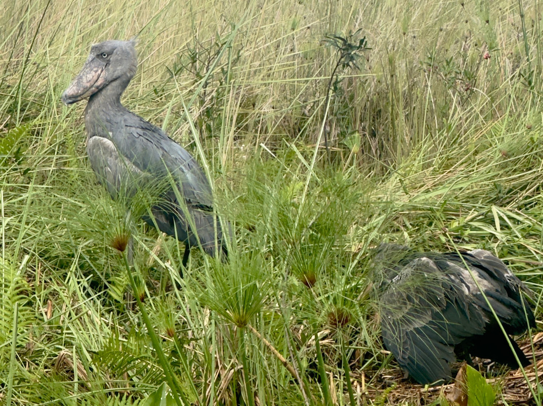 Mabamba Swamp Shoebill Bird Watching-恩德培必去景点