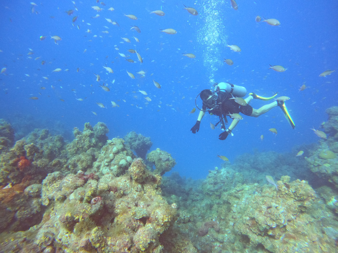 Fundiving Curacao-威廉斯塔德必去景点