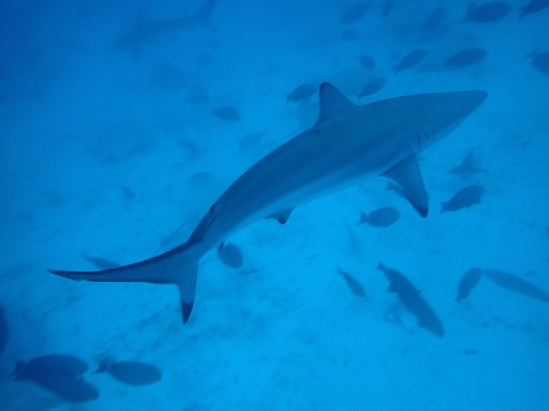 Himmafushi Scuba Adventure-Himmafushi Island必去景点