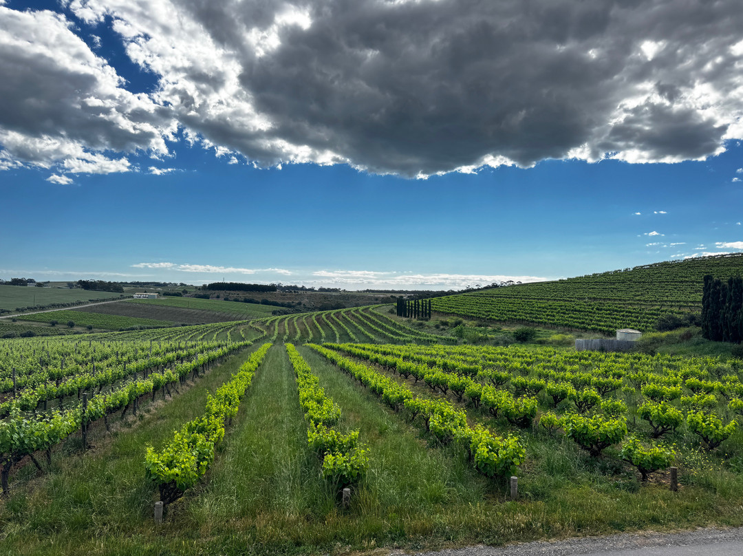 Coriole Winery-麦克拉伦谷必去景点