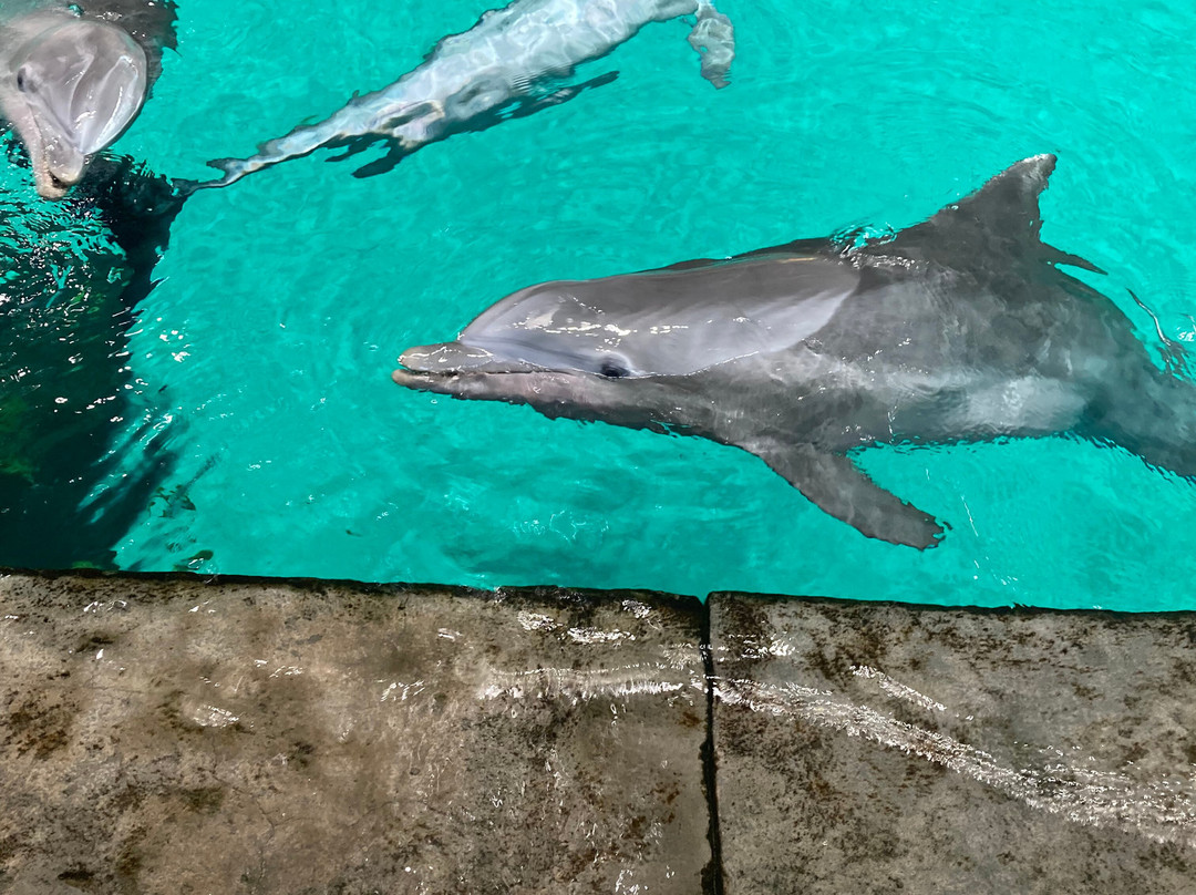 SeaWorld Yas Island Abu Dhabi-阿布扎比必去景点