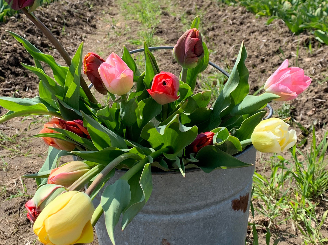 Wicked Tulips Flower Farm-Exeter必去景点