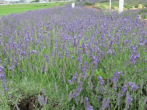 Lavender Tsutsumi-久喜市必去景点