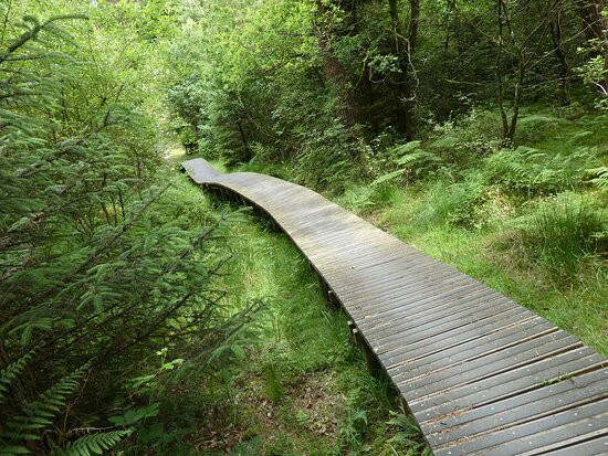 Dalbeattie Forest Town Wood景点图片