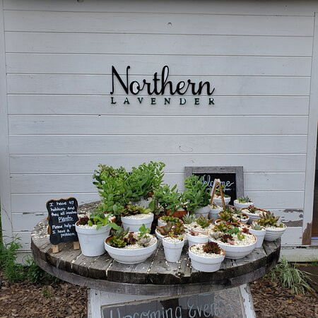 Northern Lavender-Mesick必去景点