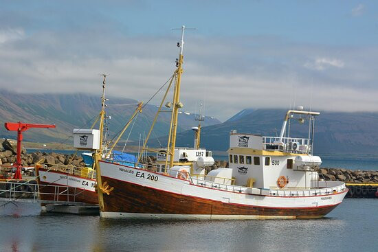 Whale Watching Hauganes-Hauganes必去景点