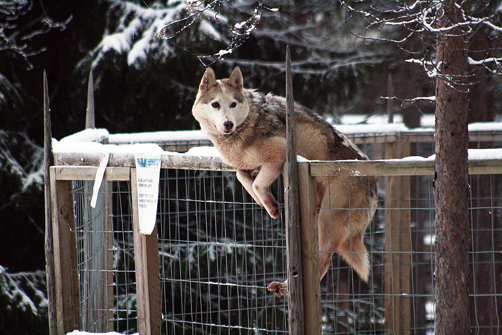 Arctic Circle Husky Park-罗瓦涅米必去景点