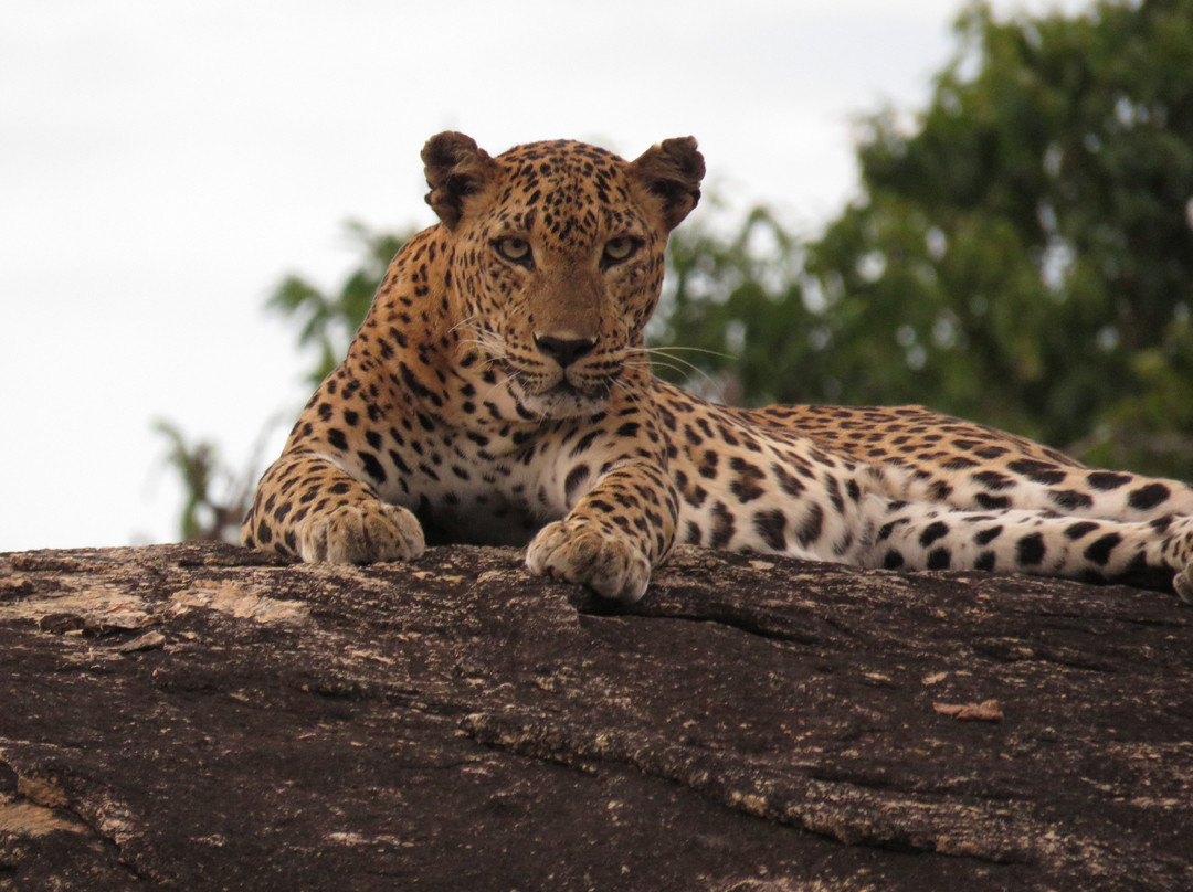 Yala Safari Tours景点图片