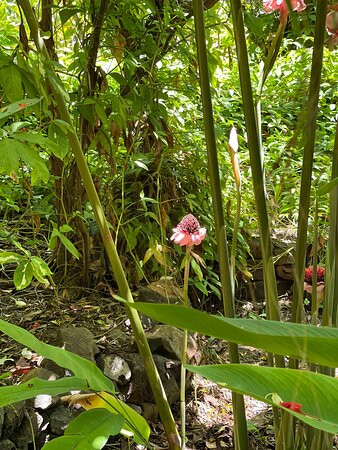 Jardin d'Eden景点图片