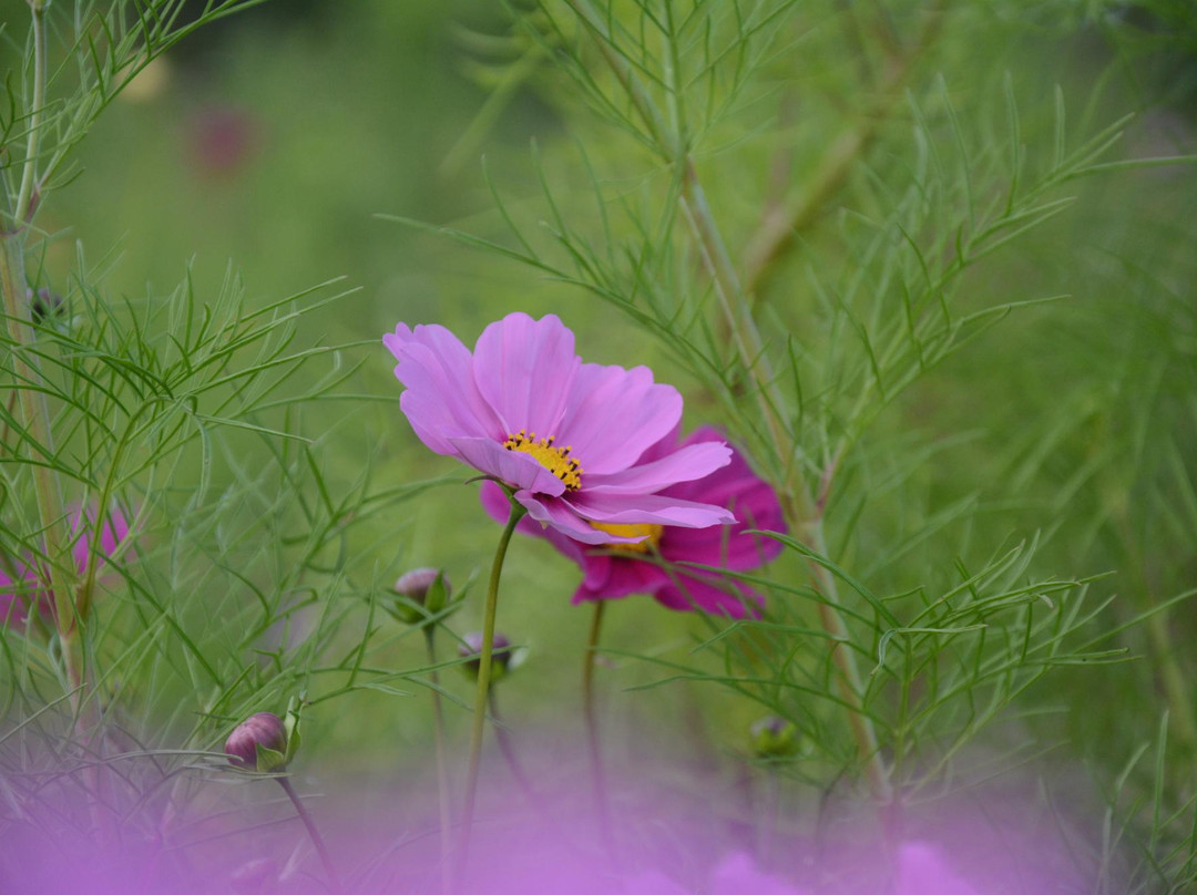 Hotani Kosumosu no Sato