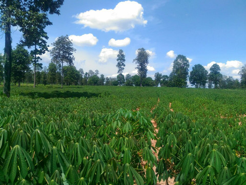 曼差基里旅游攻略图片