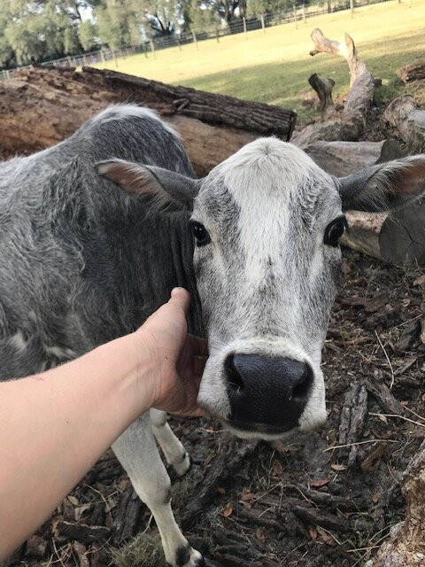 Beautiful Creatures Animal Ranch