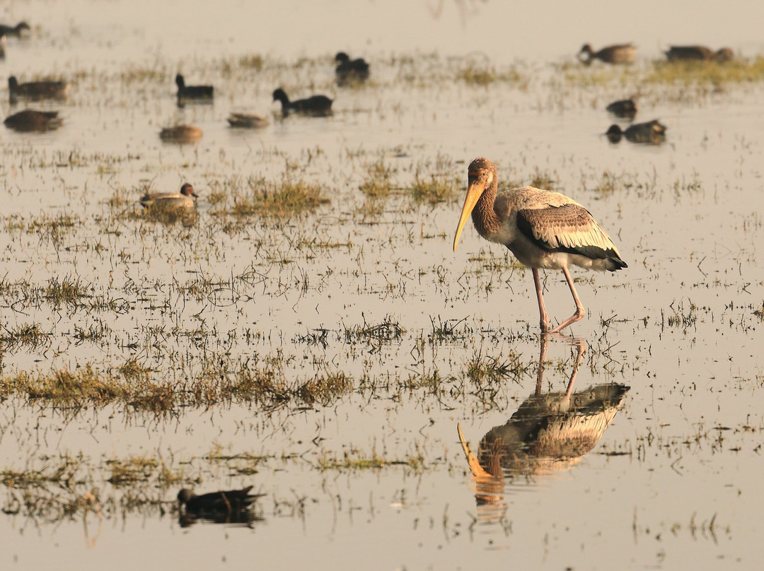 Jawai Bandh旅游攻略图片