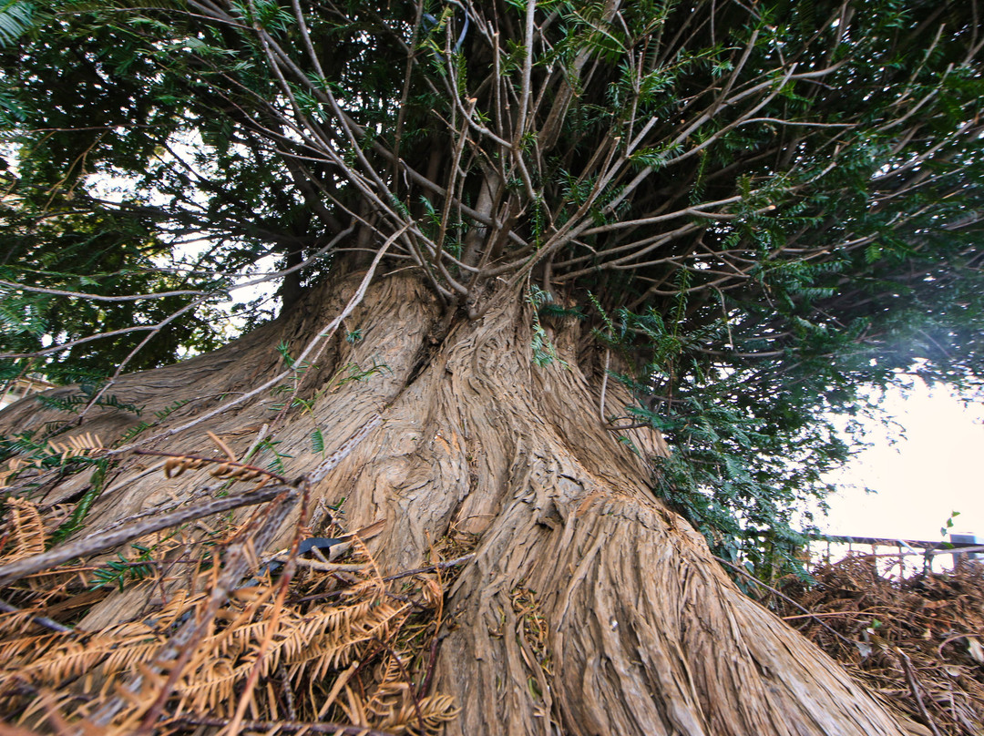 Numawada Horin-ji Temple No Kaya-本庄市必去景点