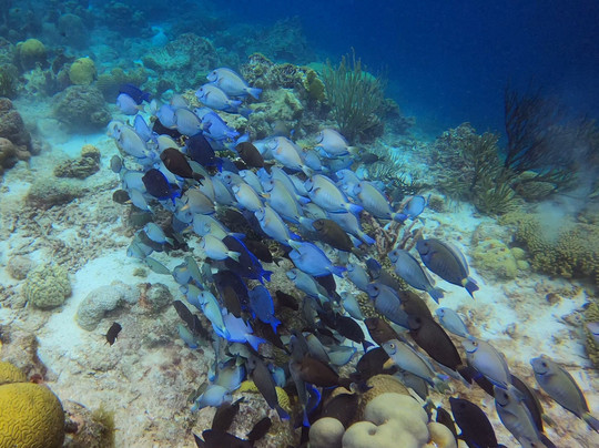 Soul Divers-威廉斯塔德必去景点