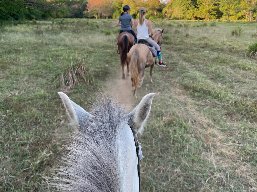 Horse Jungle-萨玛拉滩必去景点