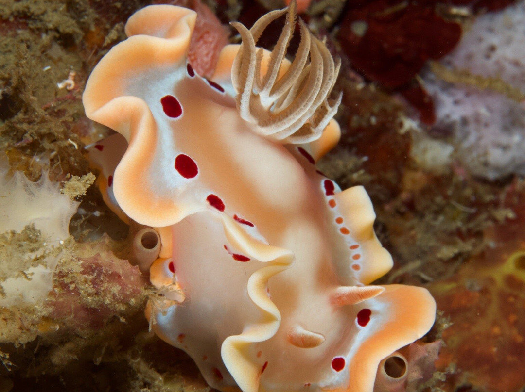 巴斯蒂亚诺斯蓝碧潜水度假村主图