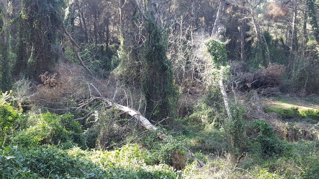 Site Archeologique de Saint Blaise景点图片