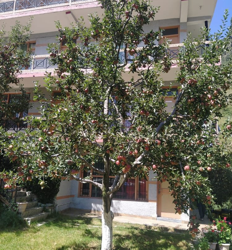 Solang Heights Hotel And Cafe主图