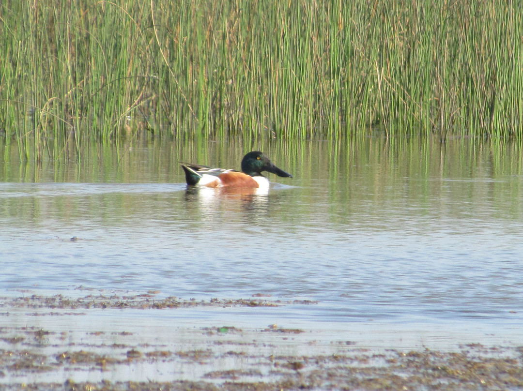 Pulicat Bird Sanctuary景点图片