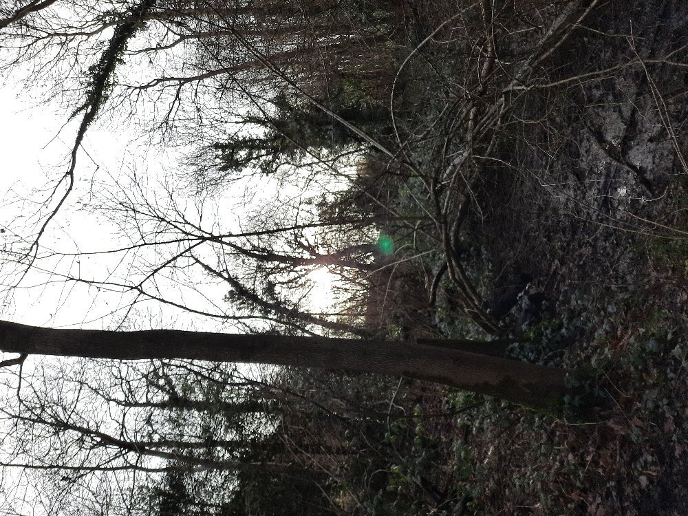 Perry Wood景点图片