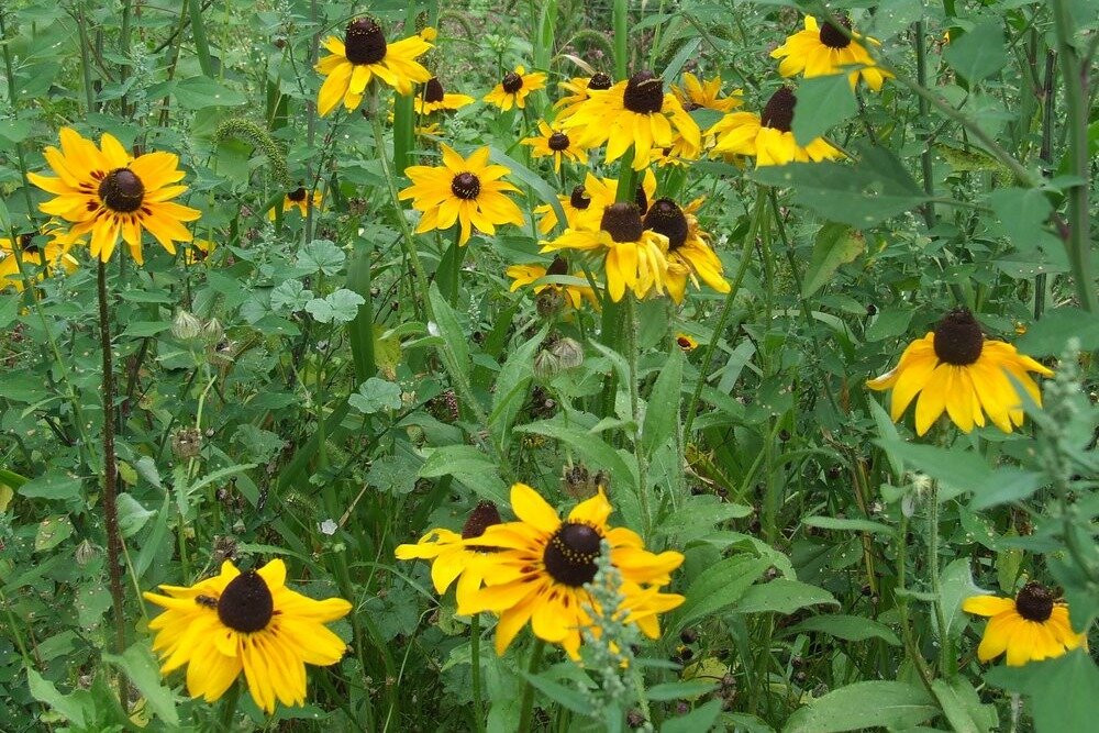 Enchanted Nature Tours inc.-斯汤顿必去景点