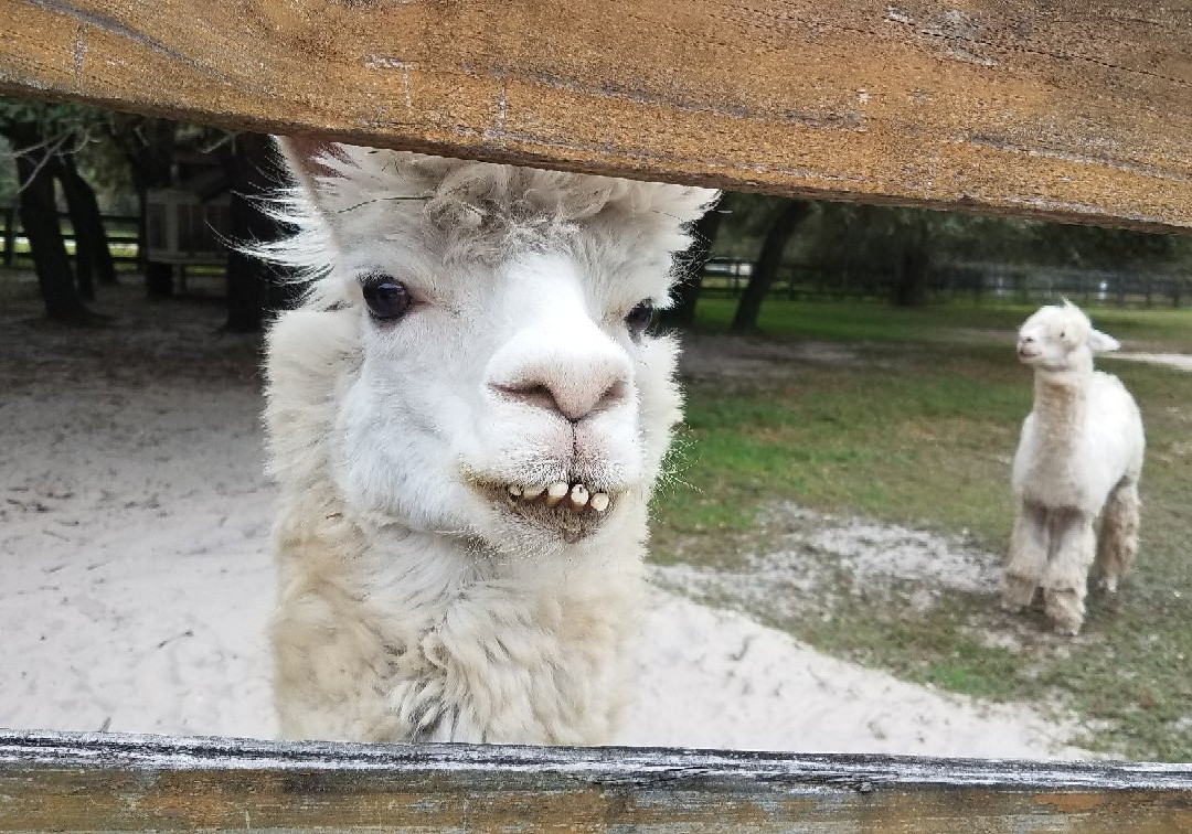 Funny Farm Alpacas-Lecanto必去景点