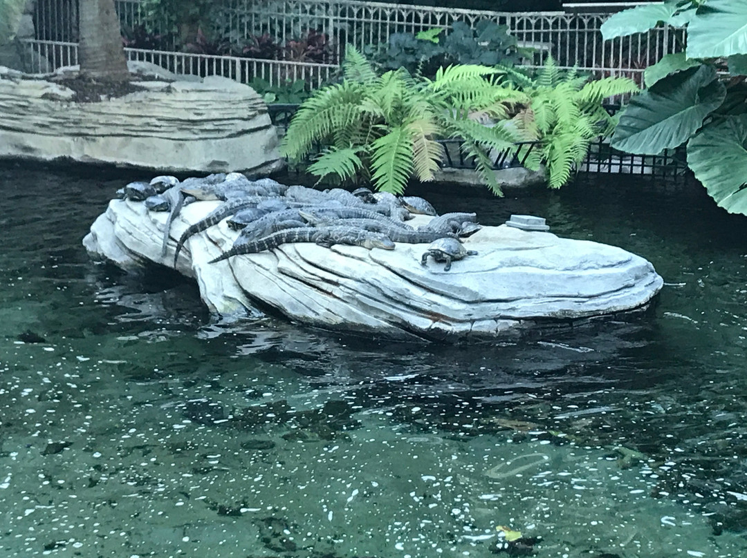 Gaylord Palms Resort & Convention Center-基西米必去景点