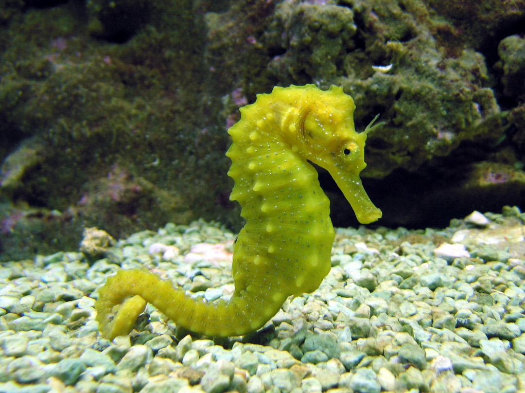 Aquarium de l'Institut océanographique Paul Ricard