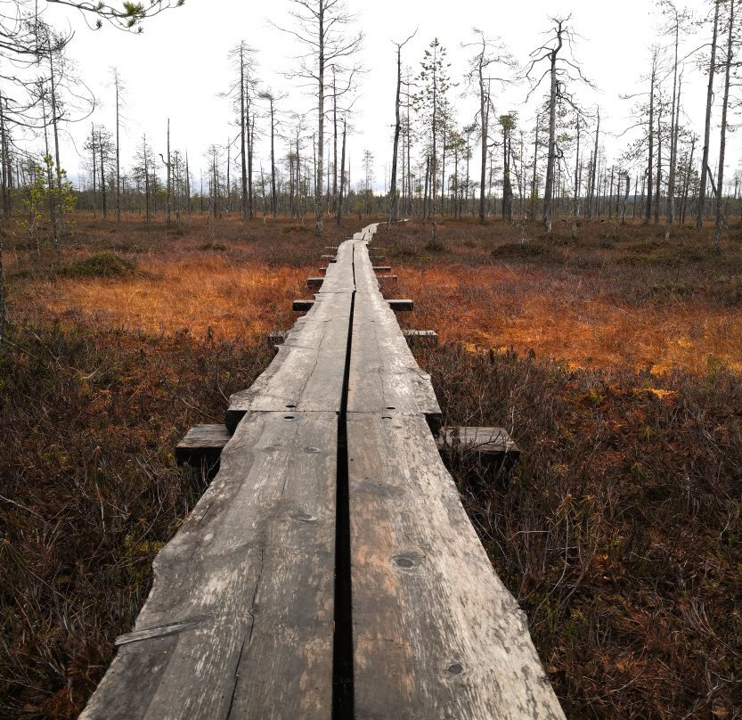 Pyha-Luosto National Park-Pyhatunturi必去景点