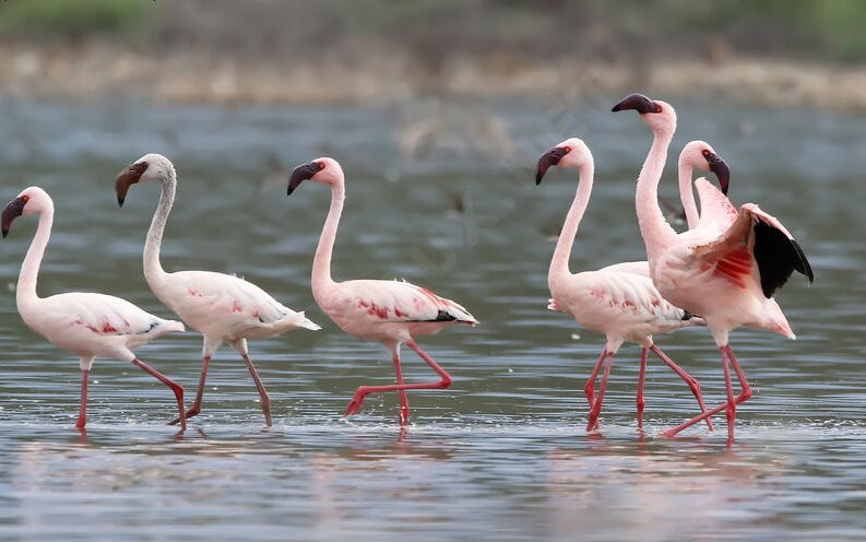 Great Nest Image Safaris Ltd-恩德培必去景点