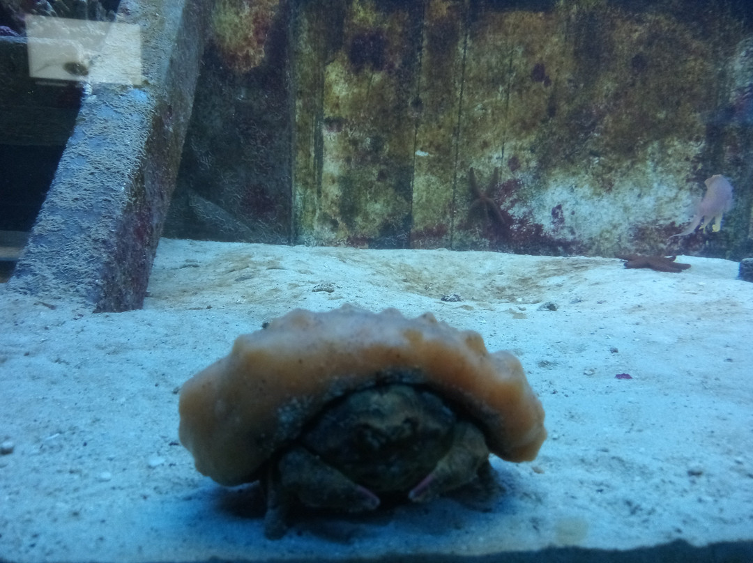 Acquario Del Salento-Santa Maria al Bagno必去景点