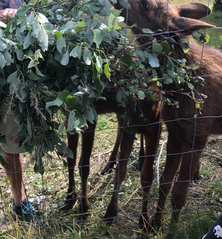 Moose Garden景点图片