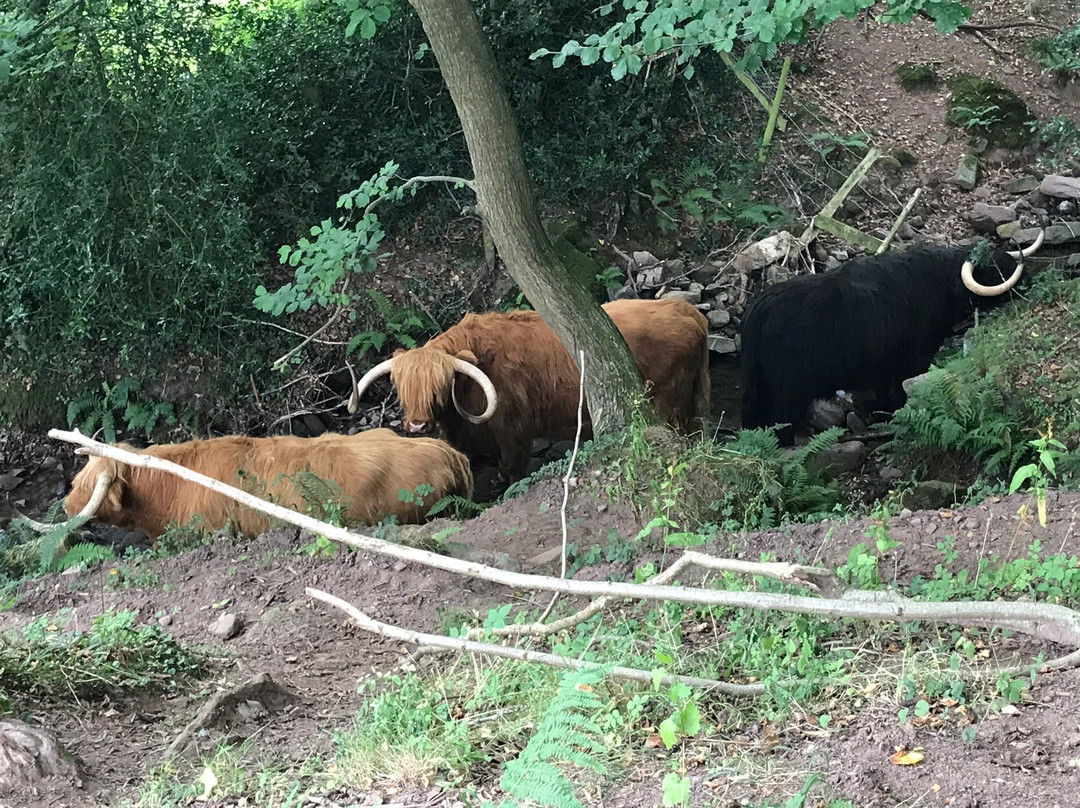 Crug Hywel (Table Mountain)-Crickhowell必去景点