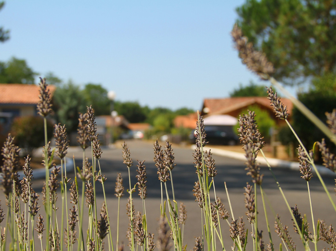Le village des Pins d'Or主图