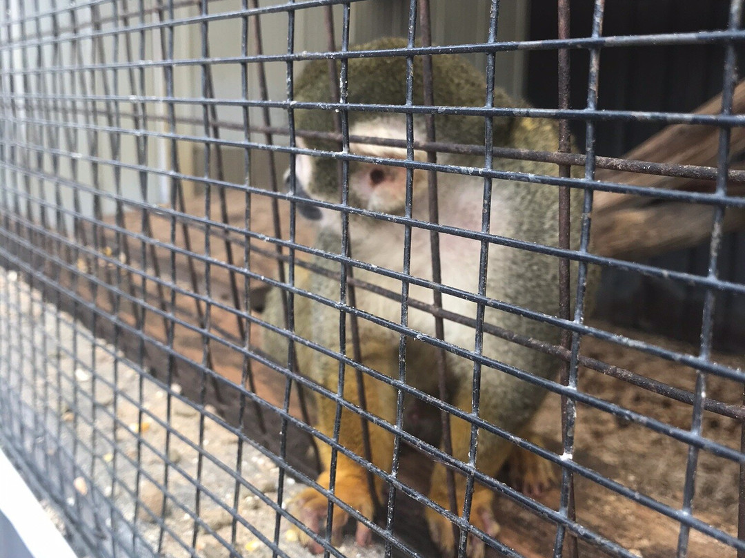Greenview Aviaries Park and Zoo景点图片