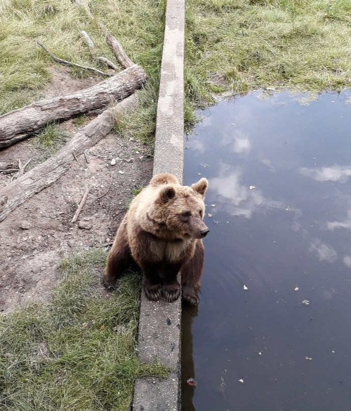 Wildpark Gangelt景点图片