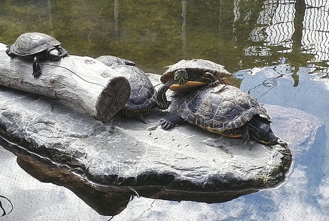 Tiergarten Ulm-乌尔姆必去景点