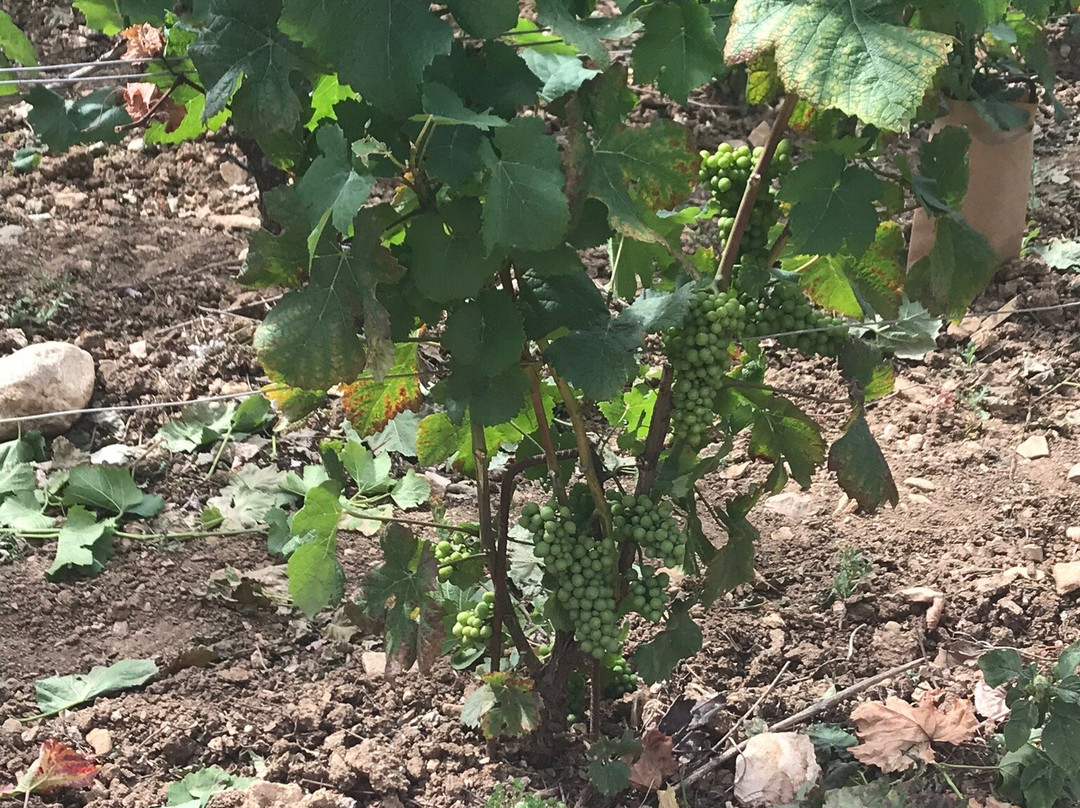 Domaine du Clos Saint-Louis景点图片