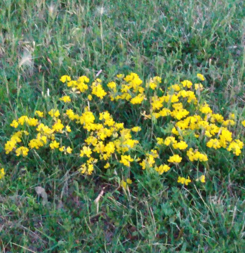 Holmes Park & Lake-林肯必去景点