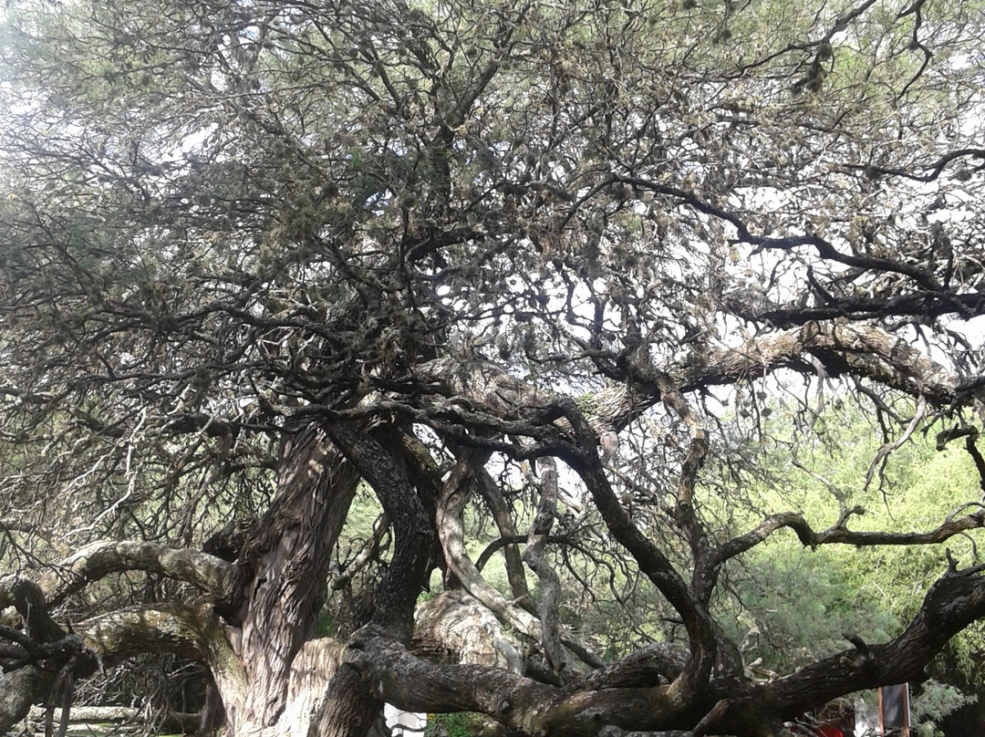 Algarrobo de los Aguero (Algarrobo Abuelo)-梅洛必去景点