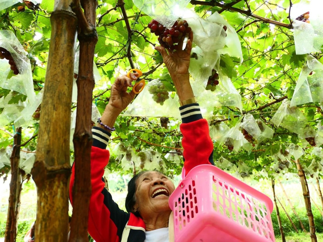 Gapuz Grapes Farm景点图片