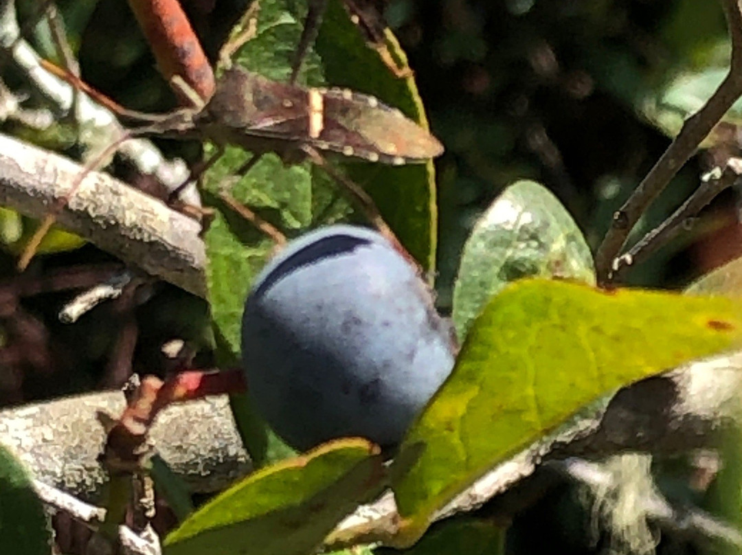Moorhead's Blueberry Farm-Conroe必去景点