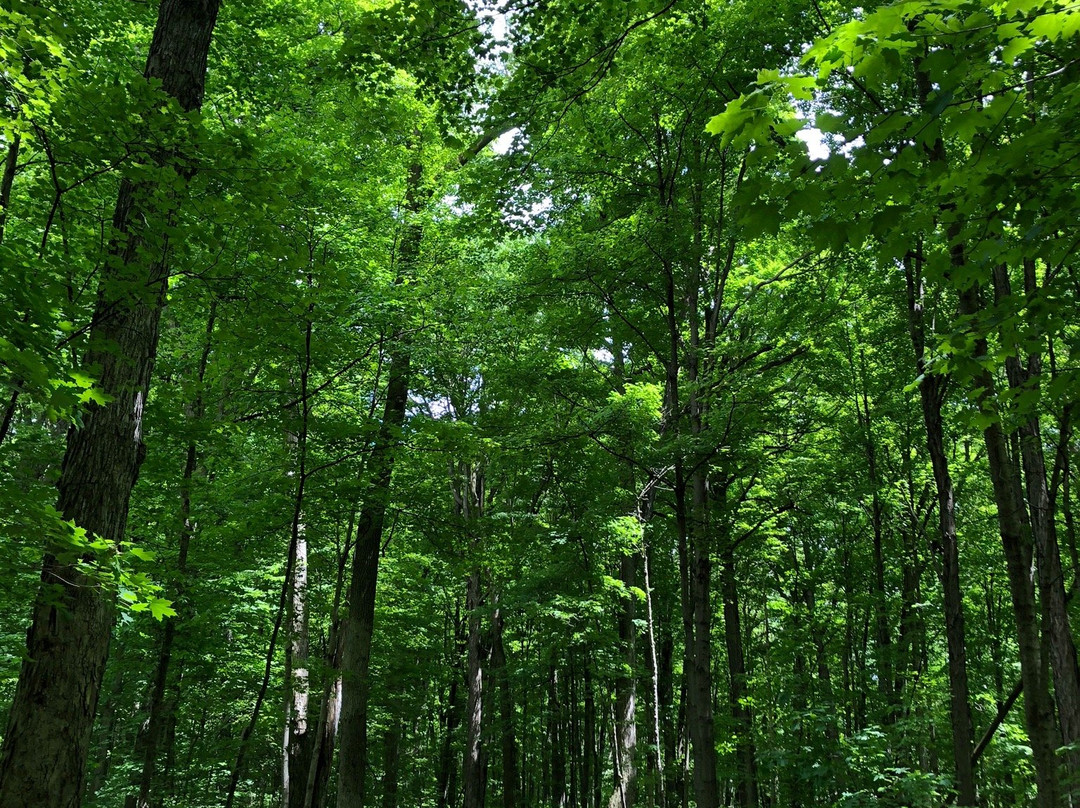 Maybury State Park-诺斯维尔必去景点