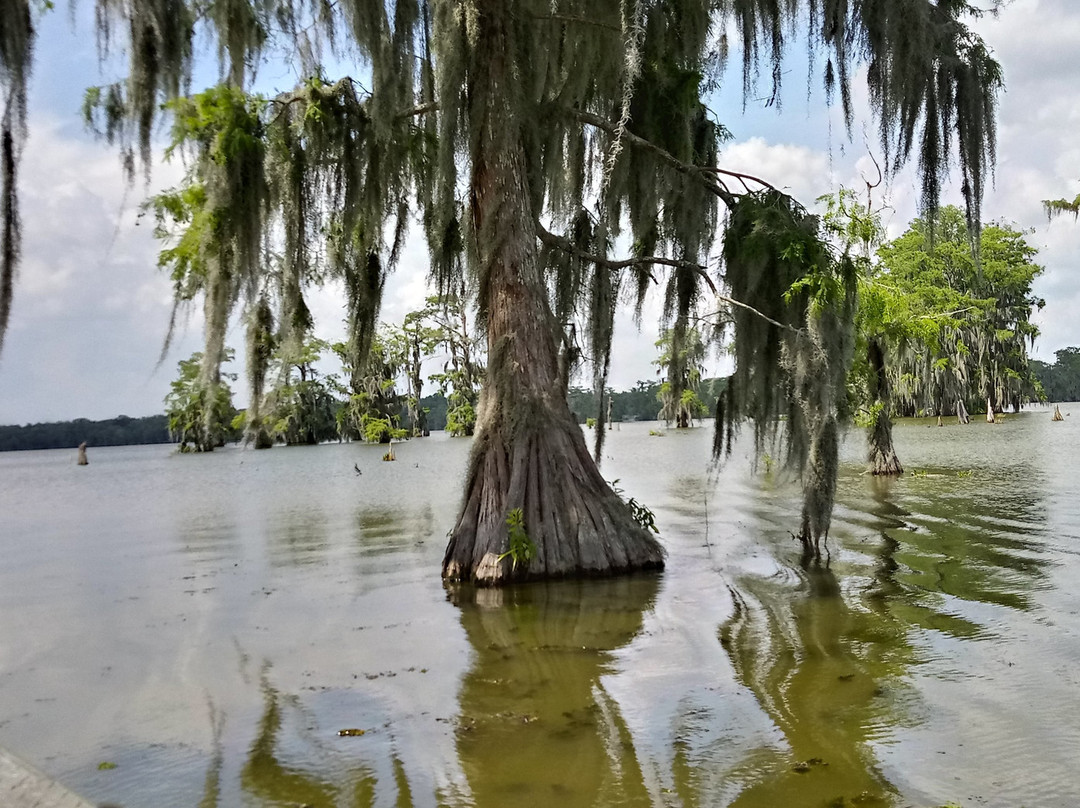 Swamp Tours of Acadiana景点图片