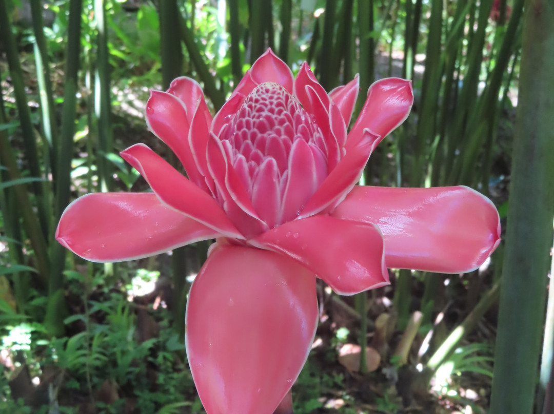 Flower Forest-Saint Thomas Parish必去景点